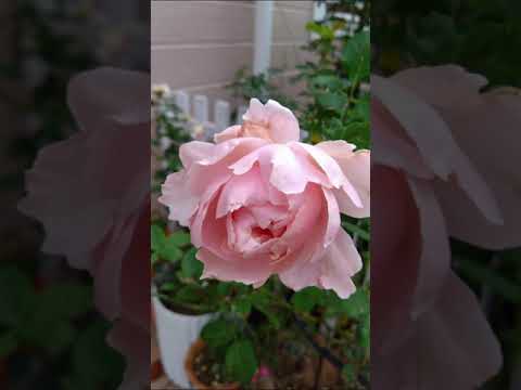 霜を恐れない鉢に入ったどのつる性の植物をあなたの家に設置する必要がありますか？あなたにおすすめのトップ 3!  庭園