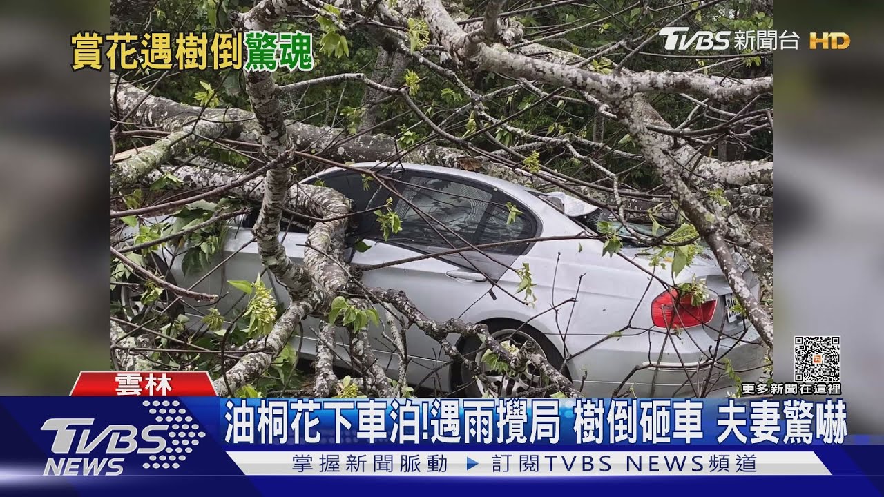 油桐花下車泊!遇雨攪局 樹倒砸車夫妻驚嚇