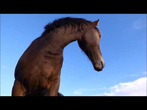 Muraközi lovak az Őrségi Nemzeti Parkban