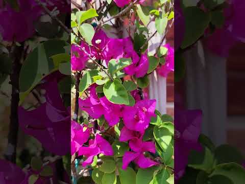 Bougainvillea!! #nature #flowers