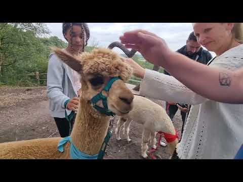 Alpaca walk at Sandy Balls | August 2021