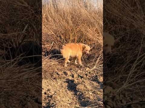 #music #instrumental #dog #goldencover #doglover #puppy #goldretriever