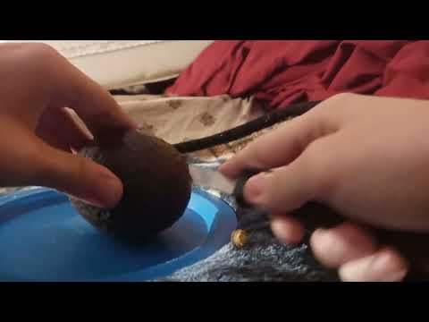 Aries The Best Gaming - How To Cut An Avocado!