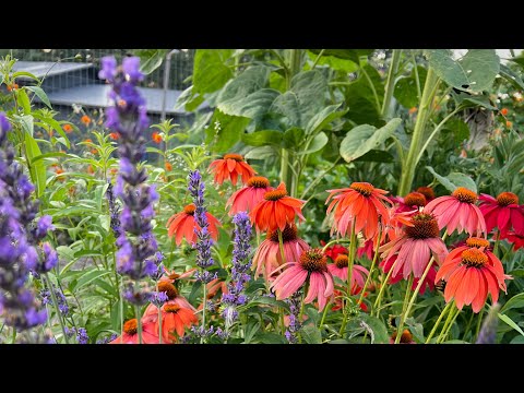 Full Garden Tour (Zone 4b) - August 2024