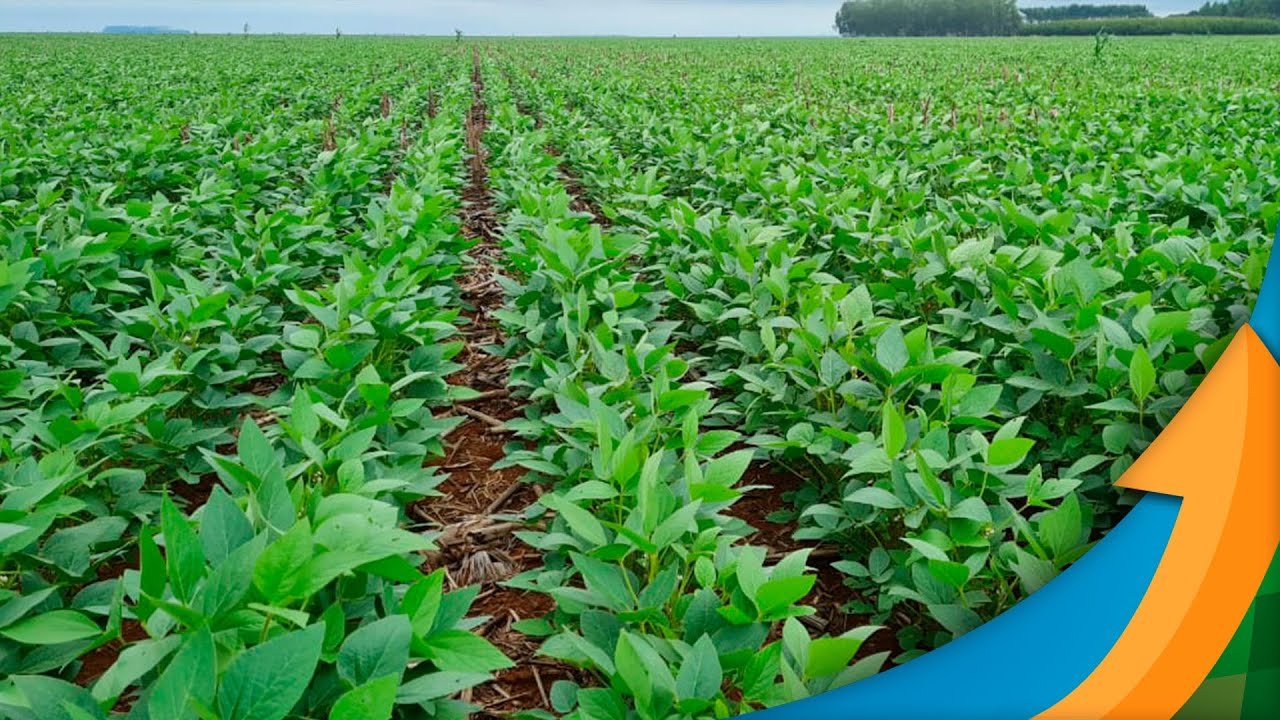 Chuvas irregulares e mal distribuídas colocam em xeque produtividade da soja 22/23 em Cascavel/PR