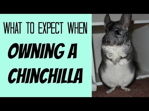 download lagu mp3 mp4 Everything About Chinchillas, download lagu Everything About Chinchillas gratis, unduh video klip Everything About Chinchillas