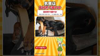 【犬種シリーズ #34】犬種名が作った人の名前そのままの犬｜ドーベルマン