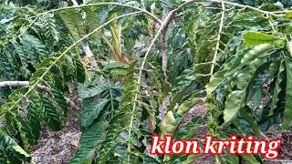 Download lagu KONDISI TERKINI KLON KRITING. DI TAHUN  KE 2 PEMBUNGAAN mp3
