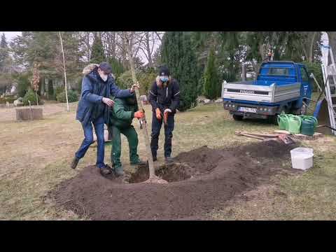 Erster Trees of Memory in 2021, gepflanzt in Lüneburg