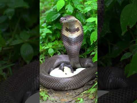 King Cobra Guarding Its Eggs #kingkobra #naturelovers #snake #animals #wildanimals #wildlife #snakev