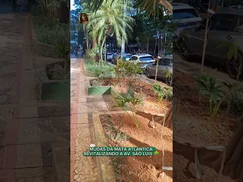 MUDAS DA MATA ATLÂNTICA: REVITALIZANDO A AV. SÃO LUÍS 🌳 @QueHistoriaeEssaMax @paziam