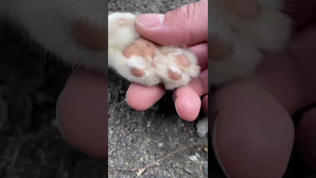 手フェチ集まれー #cat