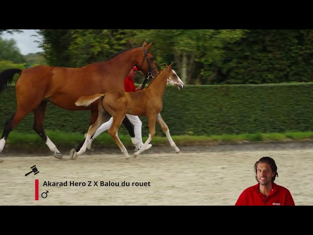 Aparto van Rechteren Z