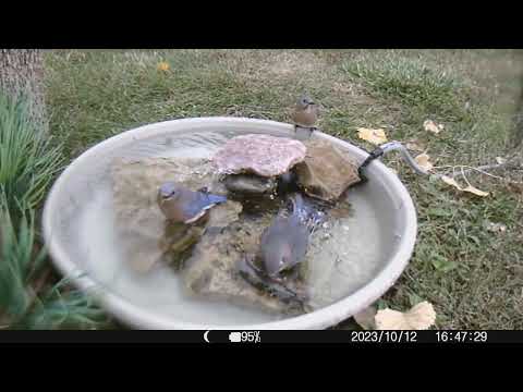 2023 1012 the bluebirds take the bath back briefly, but here comes the robin again!