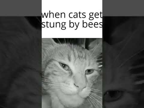 When Cats get stung by bees