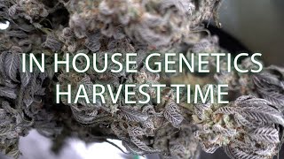 IN HOUSE GENETICS VS ETHOS VS ILGM HARVEST