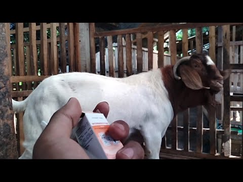 Treating Male Goats get sick from too over protein