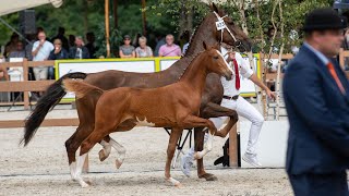 Open Harness Foal Inspection @ KWPN championships 2022