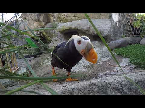 Curious Tufted Puffin Investigates Camera