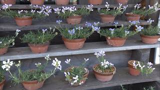 6月3日【びわ湖放送ニュース】近江八幡市武佐町で　かわいい地域の花「むしゃりんどう展」