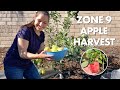 Zone 9 Summer Apple Harvest Anna And Golden Dorsett