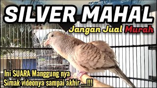 Download lagu Perkutut Silver MAHAL, Begini Suara Manggungnya mp3 Download lagu Perkutut Silver MAHAL, Begini Suara Manggungnya mp3