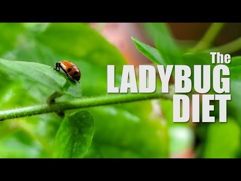 THE LADYBUG DIET - How to Care for Ladybugs
