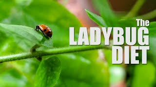 THE LADYBUG DIET - How to Care for Ladybugs