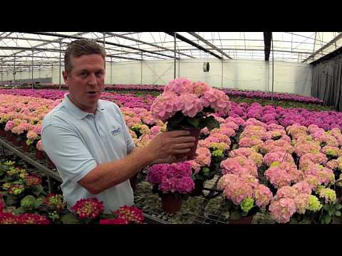 download lagu mp3 mp4 Tea Time Hydrangea, download lagu Tea Time Hydrangea gratis, unduh video klip Tea Time Hydrangea