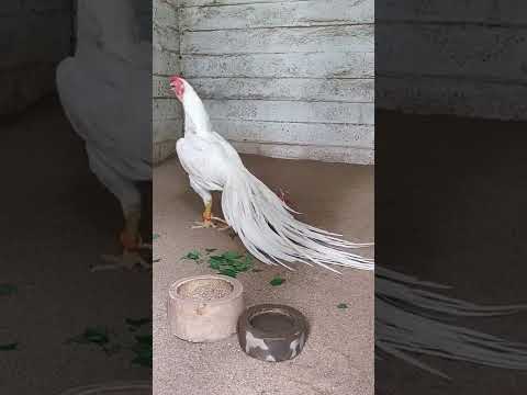 Original kili mooku seval for sale show quality in Dharmapuri#shorts #aseelmurga