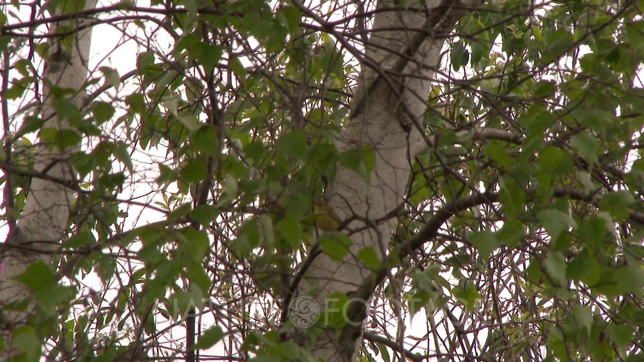 Small yellow bird perched in the branches of a tree