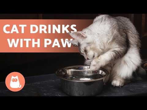 Why Does My CAT Drink Water With Their PAW? 💧🐈