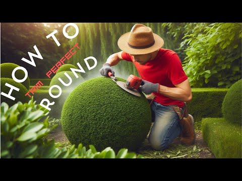 How To Trim Round Shrubs Like A Pro!