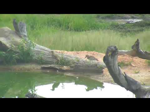 Djuma: Water Thick-knees -  03/04/19