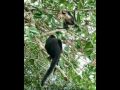 Animals of Costa Rica, Nicaragua and Panama ...