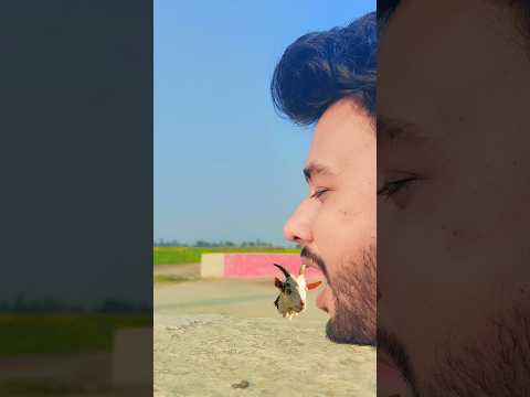 funny animal eating vfx 😜#shorts #shortsfeed #youtubeshorts #youtube #viralvideo #vfx #alisam