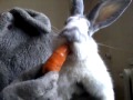 Кролик ест морковку\ Bunny eating a carrot 