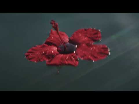 Jalezz - Si me das a elegir