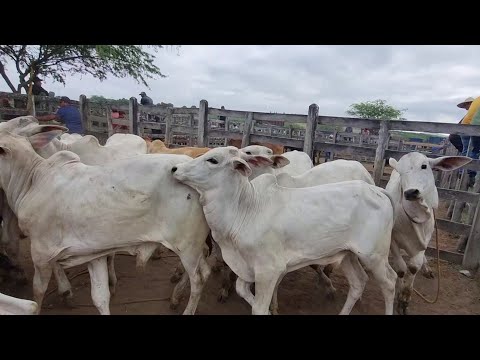 Feira de gado em São João-Pe 23-02-2026 #nordeste 