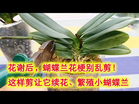 , title : '蝴蝶兰花谢后别乱剪花梗！这样剪让它续花、繁殖小蝴蝶兰，别剪错了！（阿涛养花119期）How to cut Phalaenopsis pedicel！'