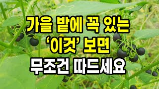 가을 밭에 꼭 있는 이것 보면 무조건 따 드세요(열매,잎,줄기,뿌리까지 대박)