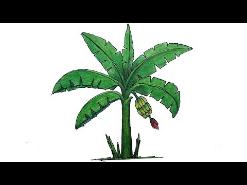 How to Draw Banana Tree  Step by Step (Very Easy)