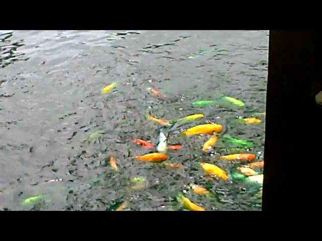 Feeding the Tropical Fish
