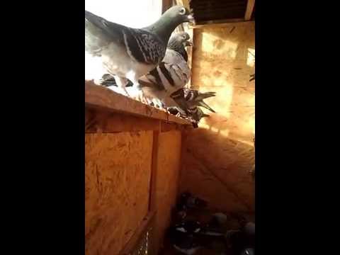 cristi+dani   almasu mmare  bihor