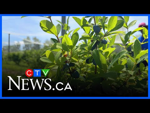 Czym jest jagoda haskap?