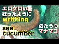 マナマコ エログロ的にのたうちまわる　Sea Cucumber Thrash Around On The Seabed