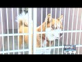 Local animal shelter reports increase in husky dogs