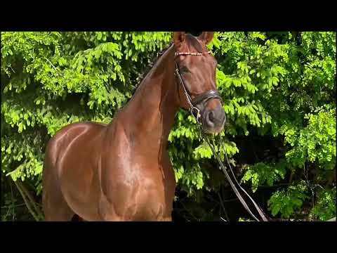 2019 top dressage prospect by BON COURAGE www.sporthorses-online.com