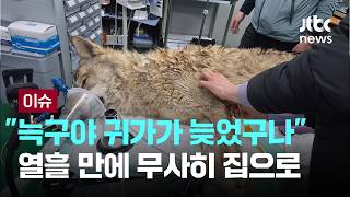 [LIVE] 가출했던 늑구, 무사히 집으로…맥박·체온 정상 [이슈PLAY] / JTBC News