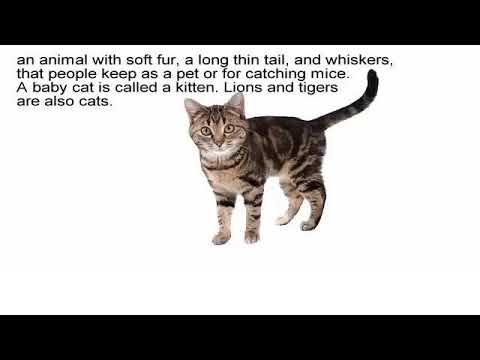 cat meaning
